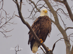 Bald Eagle 11x14 photo print framed