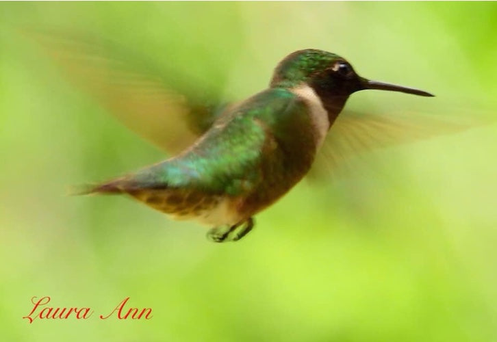 11x14 hummingbird photo print framed