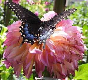 Dahlia Butterfly