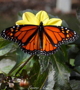 Monarch 11x14 photo print