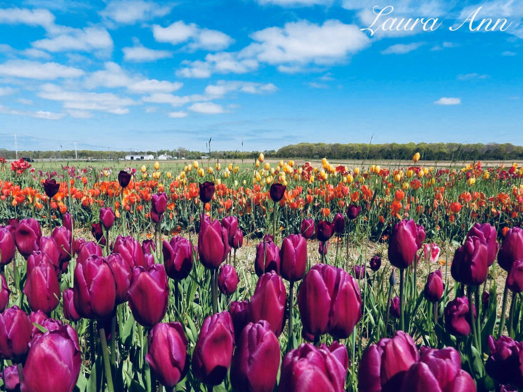 Tulips 11x14 photo print